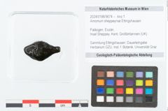 Foto (Objekt + Etikett) von Amomum sheppeynse Ettingshausen (NHMW-GEO-2024-0188-9074)